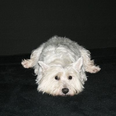 MissMolinari's profile picture. 