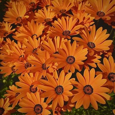 _DIZZEDGE's profile picture. 成人済20↑ 夢閲覧垢