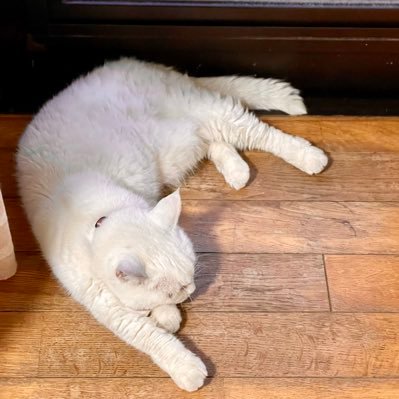遊戯王マスターデュエルを友達に勧められて、どハマりしました!マスターデュエルされている方、OCGされている方と楽しく交流できたらと思ってアカウント作りました!よろしくお願いします😁
