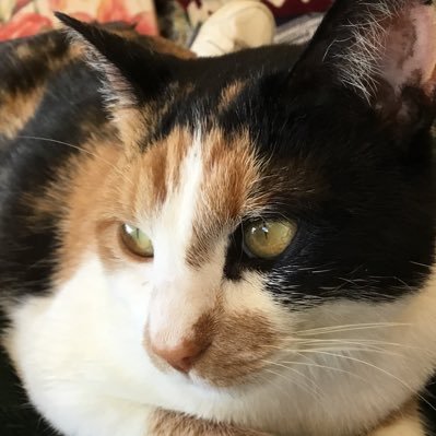 SomeBeach360396's profile picture. ✝️God, Family, Country 🤑DOGE Everything 👎MSM 💪Believer in Truth 🇺🇸America First 😇WE ARE CHARLIE ♥️🇺🇸MAGA ♥️ MAHA⛳️Golfer 😻🐶🍯🐝🐣🏈🏐⛷️