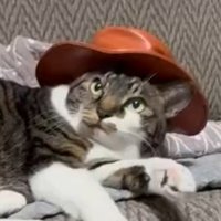 catwifhat (@realcwh) 's Twitter Profile Photo catwifhat (@realcwh) 's Twitter Profile Photo