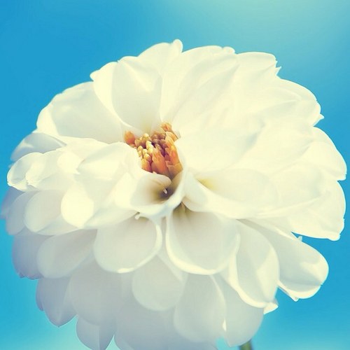 hopessso's profile picture. 