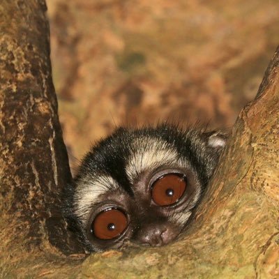 Ecology and evolutionary biology PhD student
Texas A&M University
Studying owl monkey behavior/ecology/evolution