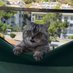 Kedi değil Gümüş (@uuryrtan) Twitter profile photo Kedi değil Gümüş (@uuryrtan) Twitter profile photo