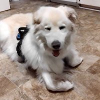 Mrs Headshok1962 (@diane94338153) 's Twitter Profile Photo