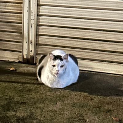 nagatoa111's profile picture. 筋トレ君