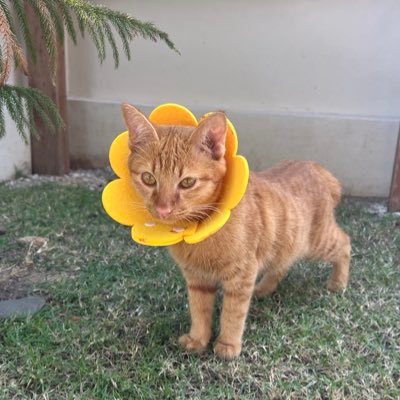 Thapies2's profile picture. 