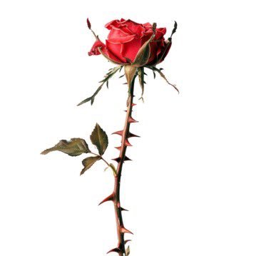 ana_wild_rose's profile picture. To be, or not to be, that is the question ⁉️📣💬🔛📌