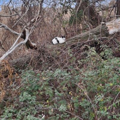 KleintiTsa72760's profile picture. 