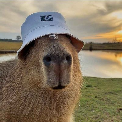 Goofiest semi-aquatic ranked rodent | 22 | I dabble in photography, video editing, and ofc games!