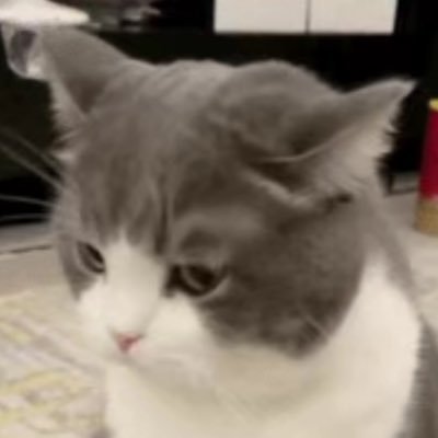 xianyuyuuuuu's profile picture. 