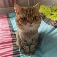 Timfor (@timforfn) 's Twitter Profile