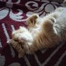 SoftEng_Islam's profile picture. Software Engineer | Physicist | Atheist
Passionate about Web Development & Linux Systems.
"To be alone is the fate of all great minds." – Arthur Schopenhauer.