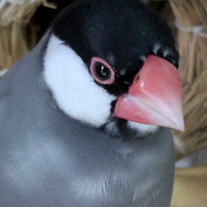 トンピさんのプロフィール画像