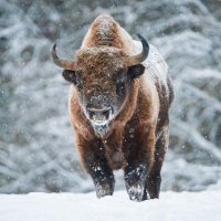 Wisent (@bisonbonasus2) 's Twitter Profile