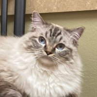 Forgiven Much (@forgivenmuch70) 's Twitter Profile