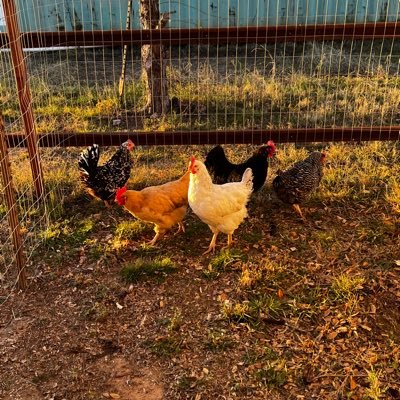 Christian wife, mother,grandmother, great grandmother. Love my God and my http://country. New followers, don’t immediately DM me or I WILL block you.