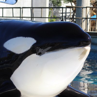20 | im autistic | mostly cetacean posting but sometimes other critters too! | not pro cap or anti cap but some secret third thing. | mario bio major
