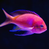 fish (@ghotifourlegs) 's Twitter Profile Photo fish (@ghotifourlegs) 's Twitter Profile Photo