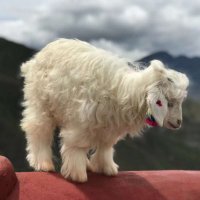 ζε€ιιΎπ (@shoufulaoye) 's Twitter Profile