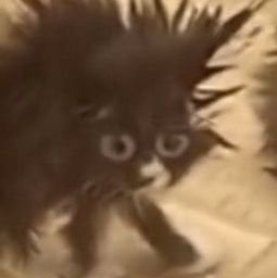 SlimeyNynutt's profile picture. 23 - Artist - Multifandom - horny 24/7 🔞Minors DNI 🔞 Hates AI 👹 Age in BIO or be blocked.