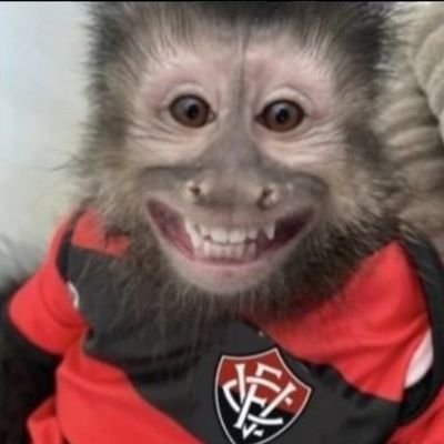 Eu sou um macaco que é louco pelo ECV e apaixonado por futebol, n falo só sobre o Ecv. Aqui é meu perfil pessoal e qm manda sou eu, vc que tome no cu