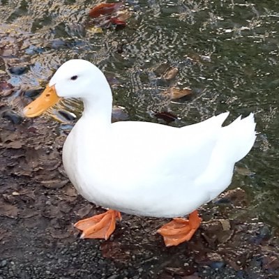 東京大学総合文化研究科教授┃博士 (言語学)┃フランス語、ロマンス諸語┃意味論、語用論┃Jun-ya WATANABE┃Professeur à l'Université de Tokyo┃Docteur en linguistique┃Langues romanes┃Sémantique et pragmatique