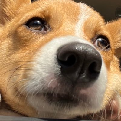 Munimuni_06_22's profile picture. ーーーーーー🎂2024/6/22 むにくん♂です。ーーーーーー飼い主がむにを愛で、成長を楽しむために作った日記です！！わんちゃんがとても大好きです。飼い主とも、むにとも仲良くしてくれたら嬉しいな！Instagramで絵を描く予定ーーーーーーーーーーーーーーーーーーーーーーー🌱🐾