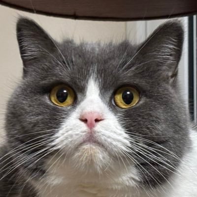 丸くてずんぐりなブリスコ(♀)性格→甘えん坊/寂しがり/意外と少食/あまり鳴かない🤣インスタも宜しくです😉