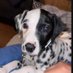 Dane puppy for adoption (@danepuppyy) Twitter profile photo Dane puppy for adoption (@danepuppyy) Twitter profile photo