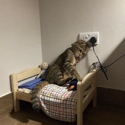 __amoura's profile picture. admin pusing skripsian