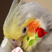 オカメインコのそらおくん (@okamesorao) 's Twitter Profile