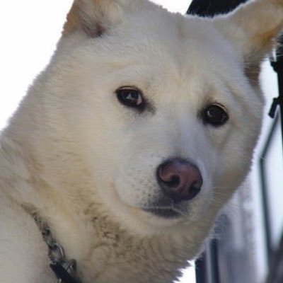 kdoge_gazua's profile picture. 🔁계