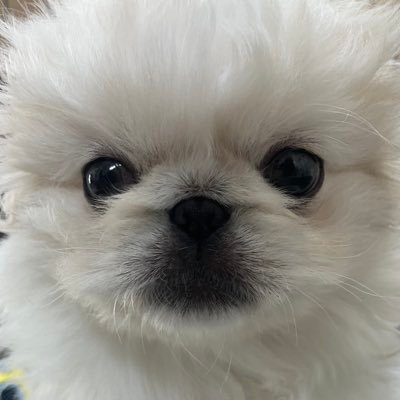 牛頭丸　ペキニーズ 価格の安いマルペキ♀(父:ペキニーズ×母:マルチーズ) 【動画あり