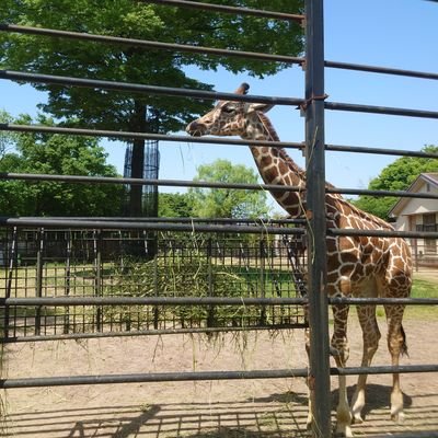 もとかじの勉強垢。尾張→江戸→越中→下総。勉強以外のこともつぶやいています。取りたい資格:社会保険労務士、FP2級、メンタルヘルス・マネジメント検定Ⅰ種、簿記2級、DCプランナーなど。子ども(小2)と一緒に #イタチャチャハウス に参加しています。