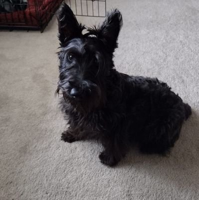 cynlntn4now's profile picture. 