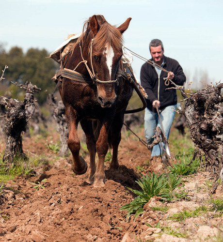 VIGNO, Vino con G de Carignan, concepto colectivo de Apelación del Secano Interior del Maule, que rescata el patrimonio de sus vides antiguas y tradiciones.