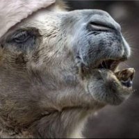 Lechat_mot (@lechat_mot) 's Twitter Profile Photo