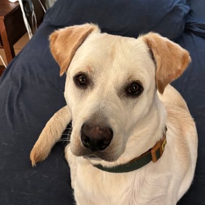 Teddy, a Labrador (white/golden) mix joined our family in 2024
