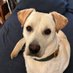 Linda w/ Teddy🐾,Jasper🐾 & Charlie🐾 (@ldbca7) Twitter profile photo Linda w/ Teddy🐾,Jasper🐾 & Charlie🐾 (@ldbca7) Twitter profile photo