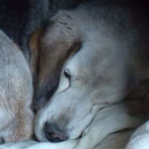 dkk433's profile picture. 