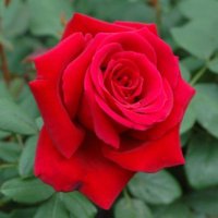 赤バラの花言葉 (@hirojikato) 's Twitter Profile Photo