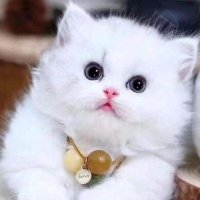 Fatima Rajpoot (@fatima27504) 's Twitter Profile
