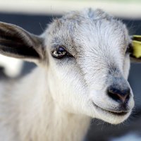 North Herd Mixed Farm (@otikebenjamin) 's Twitter Profile Photo