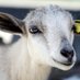 North Herd Mixed Farm (@otikebenjamin) Twitter profile photo North Herd Mixed Farm (@otikebenjamin) Twitter profile photo
