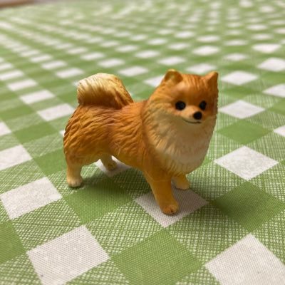 ポメラニアンの愛犬レイルが2023年5月に16歳で旅立ちました。 2024年6月に保護犬カフェから7歳半のポメ、まよねが家族になりました。 繁殖引退犬で足が少し悪い子ですが元気いっぱい食いしん坊の女の子です。