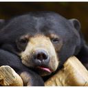 Sampson Gavin - @SampsonGavin - Twitter