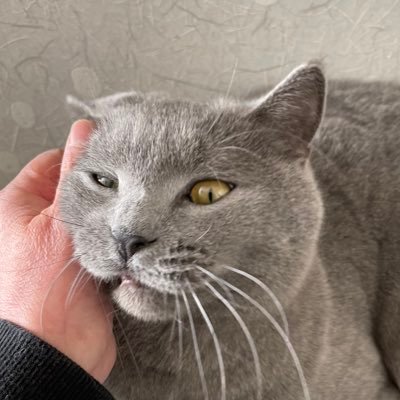 猫のムーチョ(シャルトリュー♂)です。WEST.黄色民、プロレス観戦好き、読書好き、陶芸と俳句が趣味で、寒がりな飼主がつぶやきます。