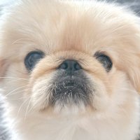 クッペ (@_coupe_peki_) 's Twitter Profile Photo クッペ (@_coupe_peki_) 's Twitter Profile Photo