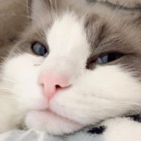 ルーク(2歳) (@rgdll_ruku_0110) Twitter profile photo